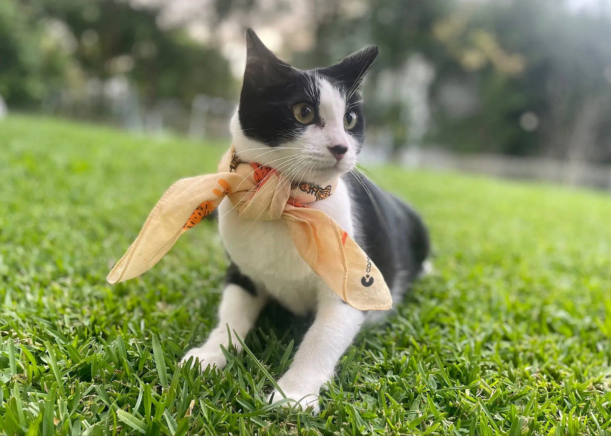 Cat Bandanna