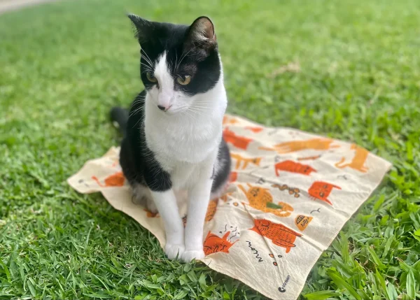 A cat sitting on a cat bandana