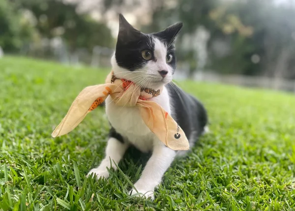 A cat wearing a tied cat bandanna