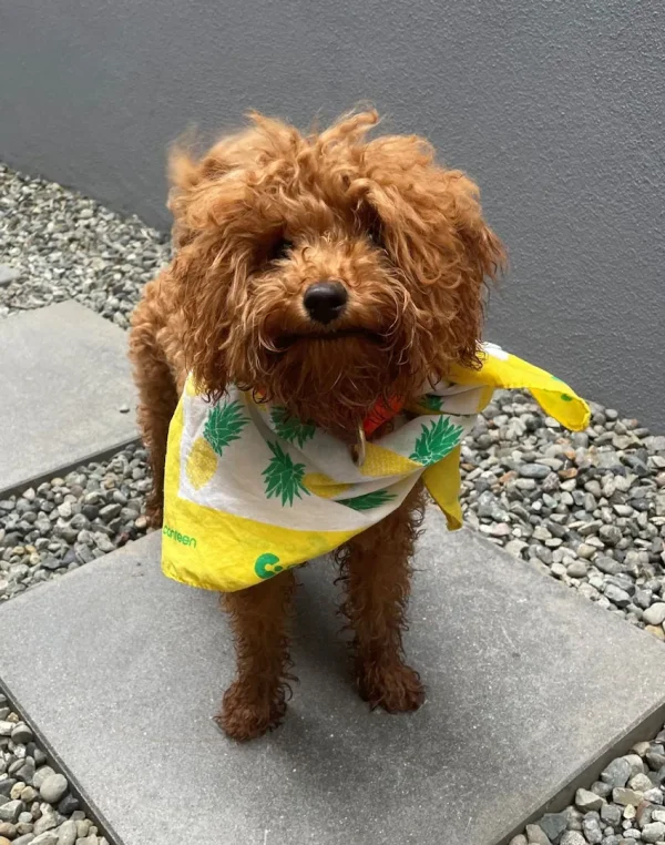 A small dog wearing a Pineapples bandanna
