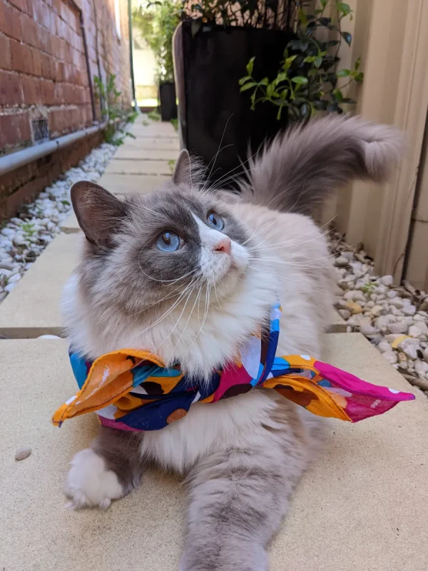A cat wearing a Standing up to Cancer bandana