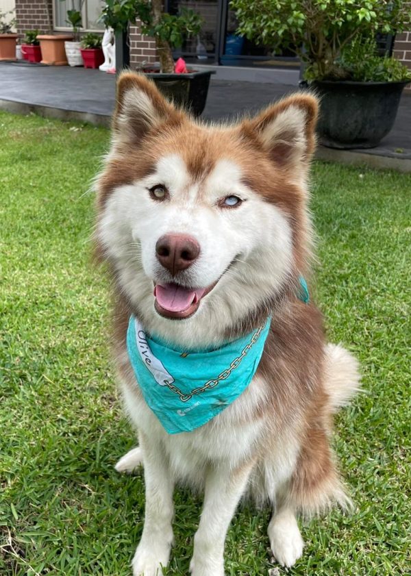 Olive the Husky wearing one of Canteen's dog bandannas