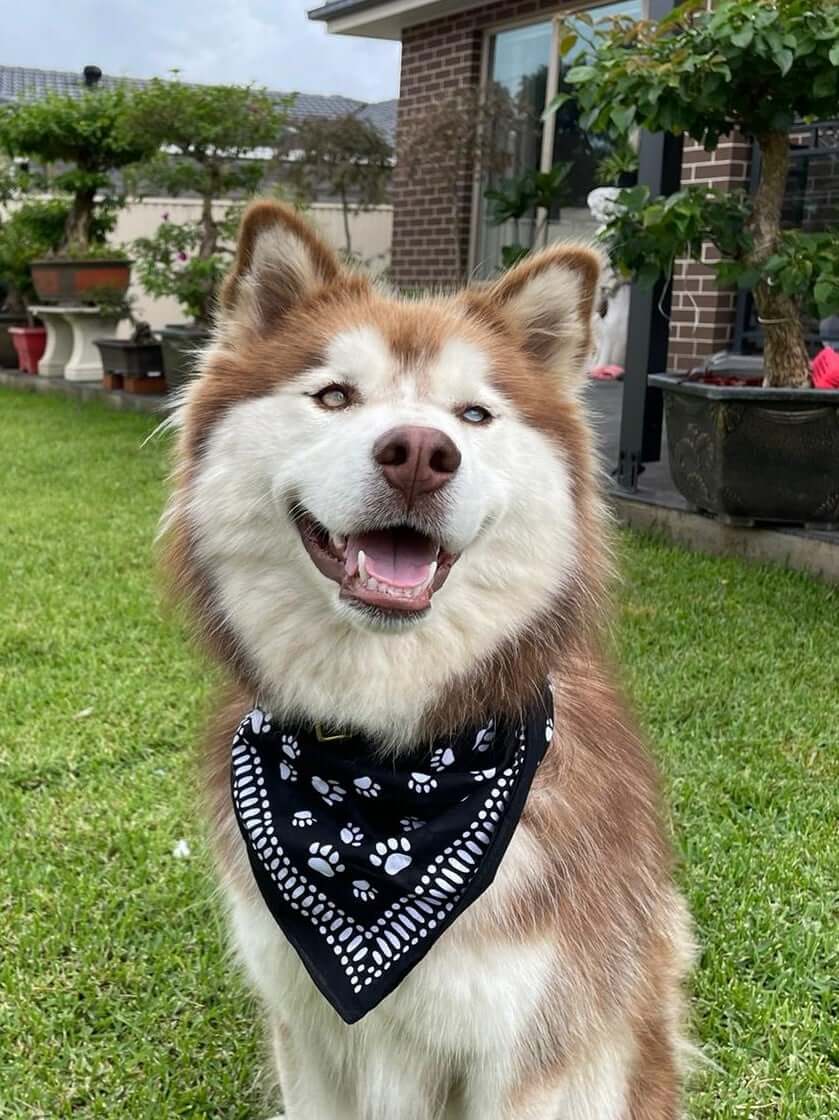 Olive the husky in the paw print bandanna