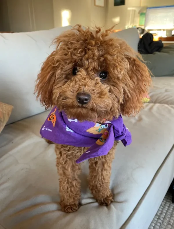 A dog wearing a stylish dogs purple bandanna